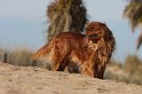 CAVALIER KING CHARLES 466